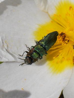 Bupreste hongrois Anthaxia hungarica (Scopoli, 1772)