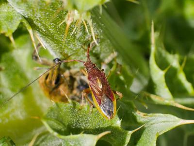  Maccevethus 
