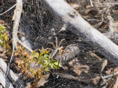 Agélène à labyrinthe Agelena labyrinthica (Clerck, 1758)