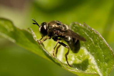  Microdon devius (Linnaeus, 1760)