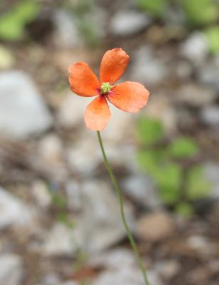 Pavot douteux Papaver dubium L., 1753