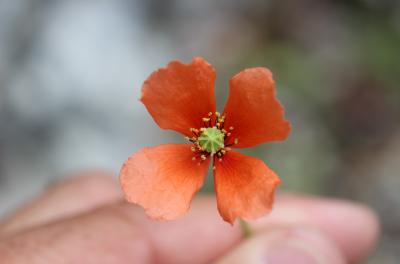 Pavot douteux Papaver dubium L., 1753