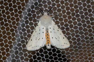 Ecaille tigrée (L') Spilosoma lubricipeda (Linnaeus, 1758)