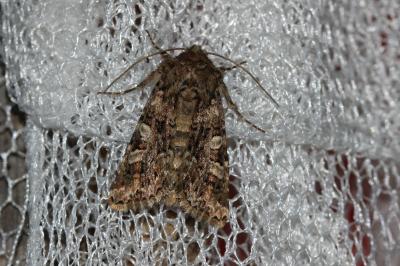 Noctuelle carpophage (La) Hadena perplexa (Denis & Schiffermüller, 1775)