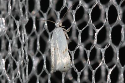  Pseudopostega crepusculella (Zeller, 1839)