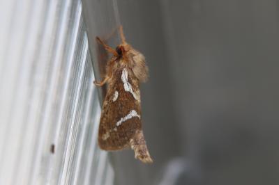 Louvette (La) Korscheltellus lupulinus (Linnaeus, 1758)