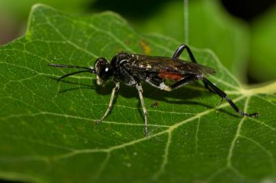  Macrophya militaris (Klug, 1817)