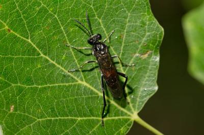  Macrophya militaris (Klug, 1817)