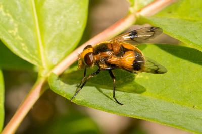  Volucella inflata (Fabricius, 1794)