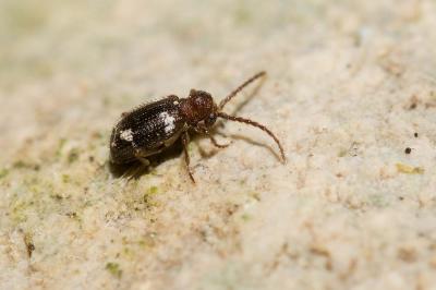  Ptinus sexpunctatus Panzer, 1789