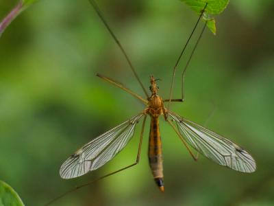 Cousins Tipulidae Latreille, 1802