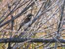 Bruant des roseaux Emberiza schoeniclus (Linnaeus, 1758)