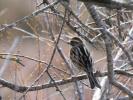Bruant des roseaux Emberiza schoeniclus (Linnaeus, 1758)