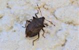 Asopine Picromerus nigridens (Fabricius, 1803)