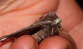 Petit Paon de Nuit (Le) Saturnia pavonia (Linnaeus, 1758)