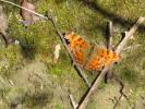 Gamma (Le), Robert-le-diable (Le), C-blanc (Le), D Polygonia c-album (Linnaeus, 1758)