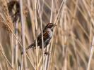  Emberiza schoeniclus schoeniclus (Linnaeus, 1758)