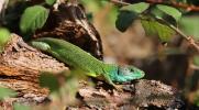 Lézard vert Lacerta bilineata Daudin, 1802