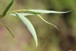 Saule fragile Salix fragilis L., 1753