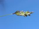 Seslérie blanchâtre, Seslérie bleue Sesleria caerulea (L.) Ard., 1763