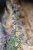 Vipérine commune, Vipérine vulgaire Echium vulgare L., 1753