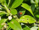  Carrhotus xanthogramma (Latreille, 1819)