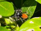  Carrhotus xanthogramma (Latreille, 1819)