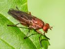  Tetanocera ferruginea Fallén, 1820