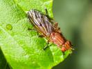  Tetanocera ferruginea Fallén, 1820