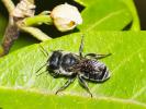  Osmia caerulescens (Linnaeus, 1758)