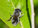  Osmia caerulescens (Linnaeus, 1758)