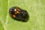  Penthimia nigra (Goeze, 1778)