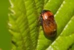  Penthimia nigra (Goeze, 1778)