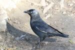 Choucas des tours Corvus monedula Linnaeus, 1758