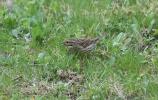 Bruant zizi Emberiza cirlus Linnaeus, 1758