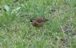 Bruant zizi Emberiza cirlus Linnaeus, 1758