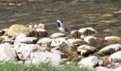 Bergeronnette grise Motacilla alba Linnaeus, 1758