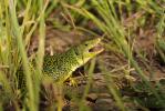 Lézard ocellé Timon lepidus (Daudin, 1802)