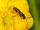  Cephus pygmeus (Linnaeus, 1767)