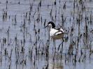 Avocette élégante Recurvirostra avosetta Linnaeus, 1758