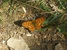 Grand collier argenté (Le), Nacré sagitté (Le) Boloria euphrosyne (Linnaeus, 1758)