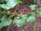 Sceau de Notre Dame Dioscorea communis (L.) Caddick & Wilkin, 2002