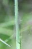 Avoine pubescente Avenula pubescens (Huds.) Dumort., 1868
