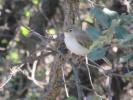 Pouillot véloce Phylloscopus collybita (Vieillot, 1887)