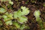  Reboulia hemisphaerica (L.) Raddi, 1818