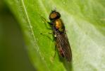  Chloromyia formosa (Scopoli, 1763)