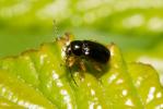  Cryptocephalus chrysopus Gmelin, 1790