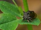 Demi-diable Centrotus cornutus (Linnaeus, 1758)