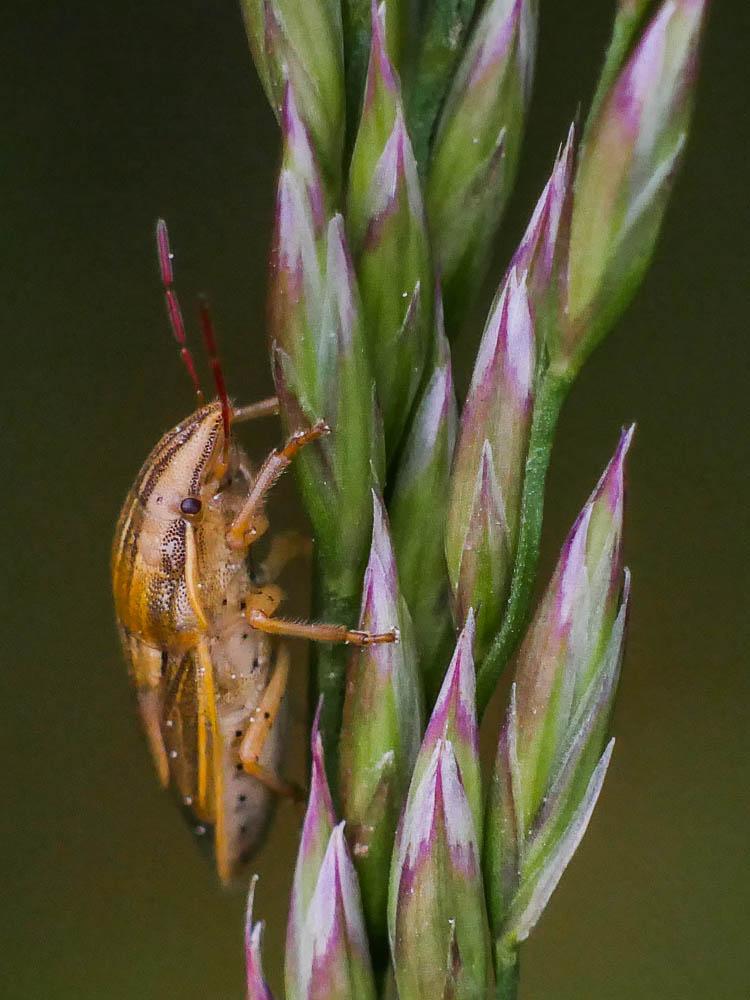 Punaise à tête allongée Aelia acuminata (Linnaeus, 1758)