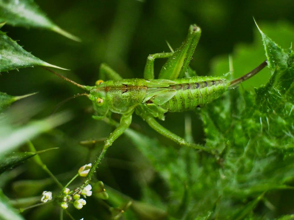 Grande Sauterelle verte, Sauterelle verte (des pré Tettigonia viridissima (Linnaeus, 1758)